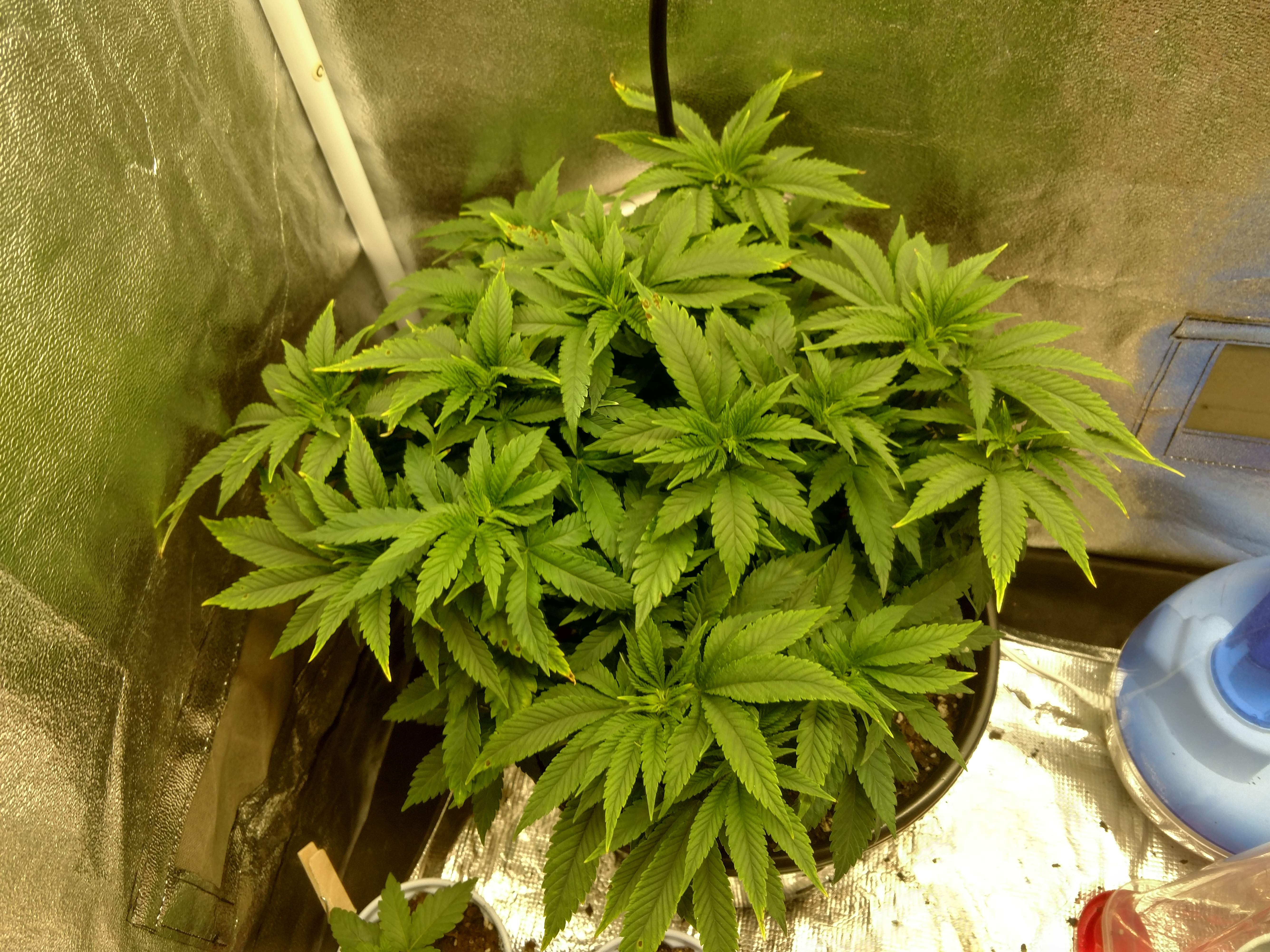 White widow 2 grow diary (journal) week7 by CaptBojangles GrowDiaries