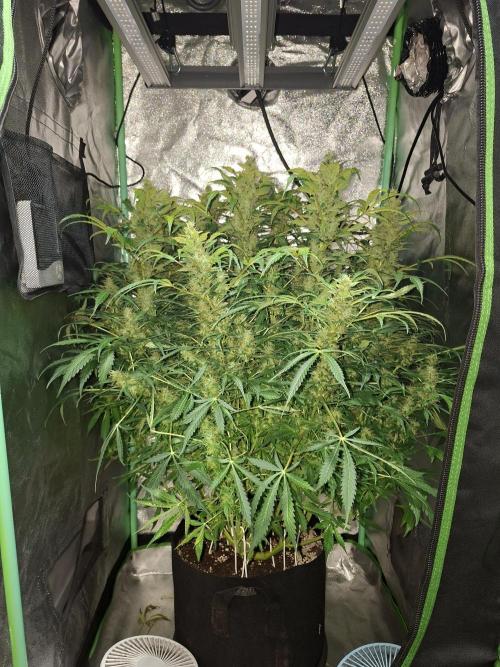 Fat banana auto last goodbye. Week 13 - Yeah!