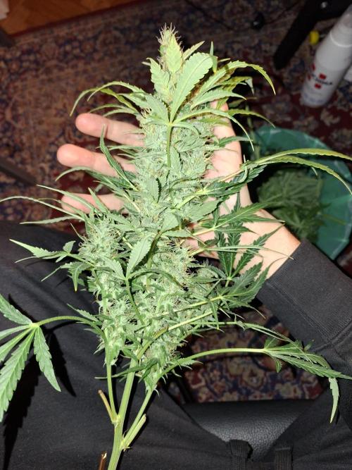 Fat banana auto last goodbye. Week 13 - Little edit with a good bud :) 