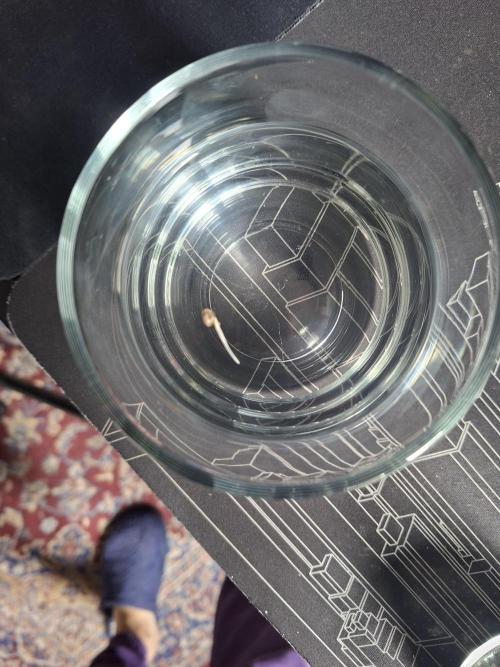 White widow F1 auto. Week 0 - After 2 days and 12 hours the seeds in ready to be planted in the substrate 