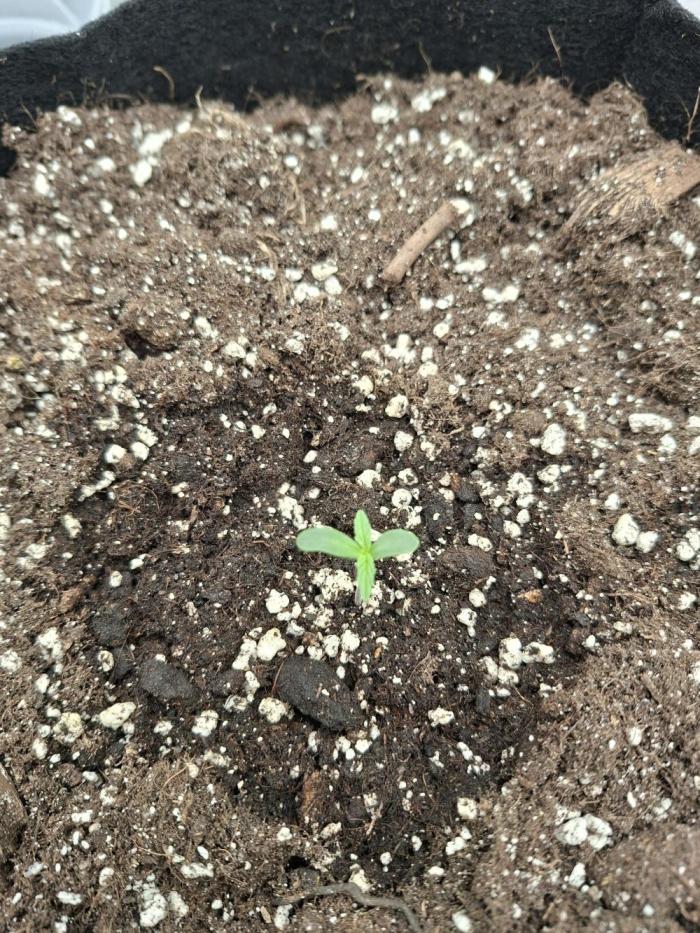 White widow F1 auto. Week 1 - Day 2