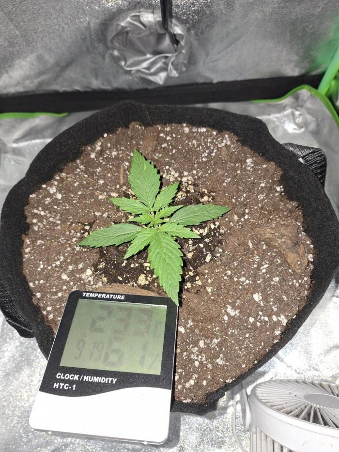 White widow F1 auto. Week 2 - Day 12, she look fine.