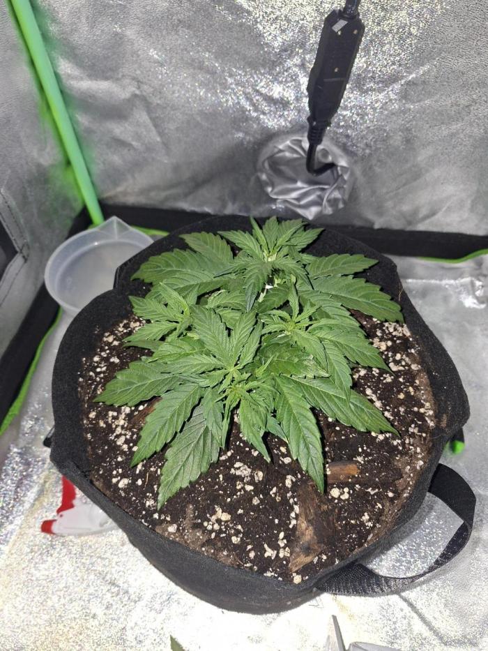 White widow F1 auto. Week 4
