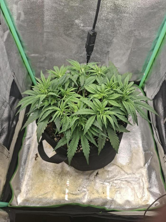 White widow F1 auto. Week 5