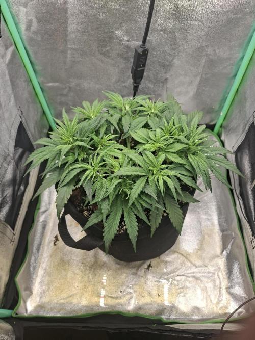 White Widow F1 Automatic. Week 5
