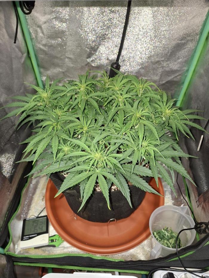 White widow F1 auto. Week 6