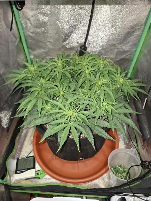 White Widow F1 Automatic. Week 6