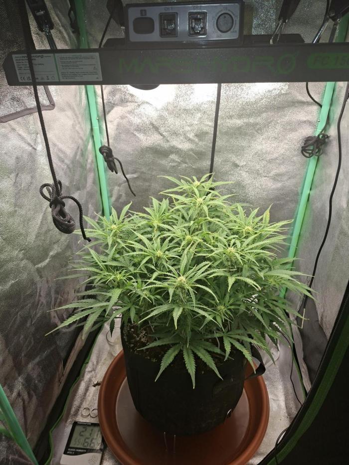 White widow F1 auto. Week 7