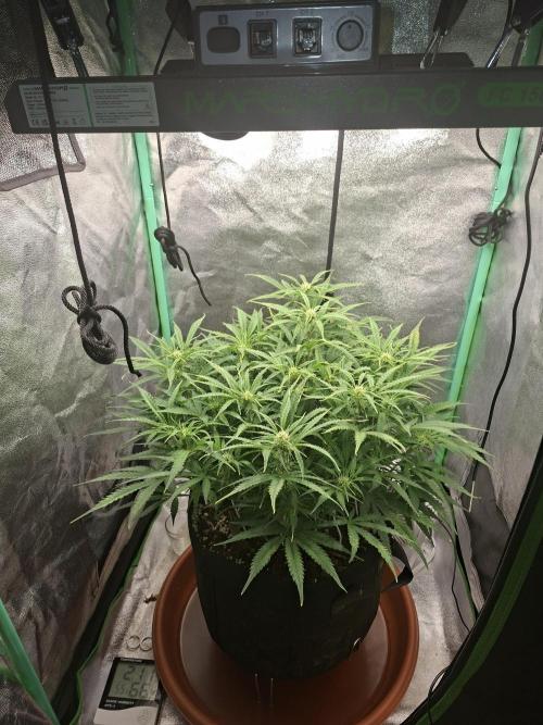 White Widow F1 Automatic. Week 7