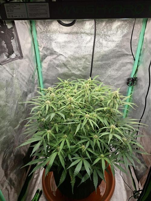 White Widow F1 Automatic. Week 8