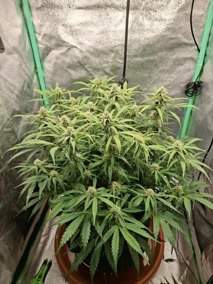 White widow F1 auto. Week 9