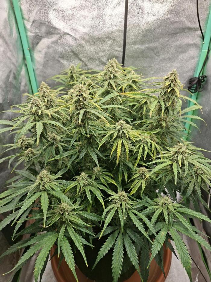 White widow F1 auto. Week 10