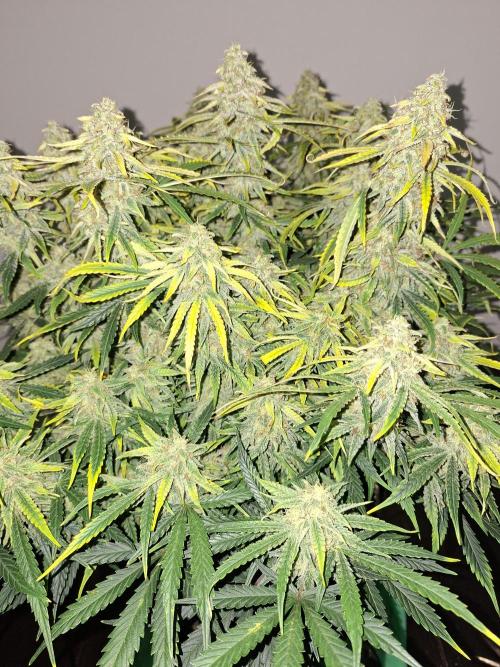 White widow F1 auto. Week 11