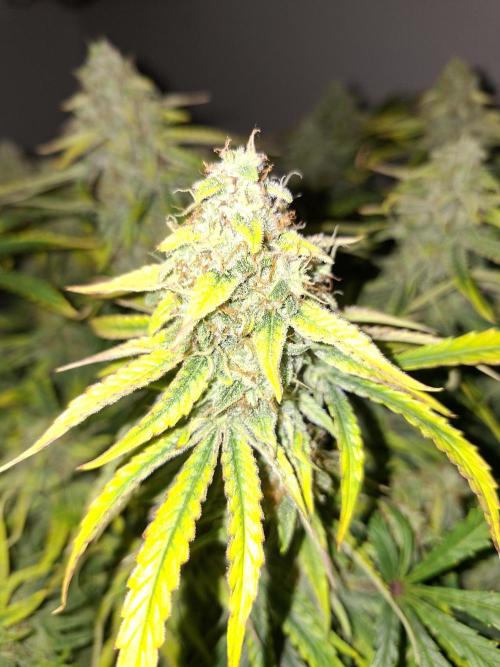 White widow F1 auto. Week 11
