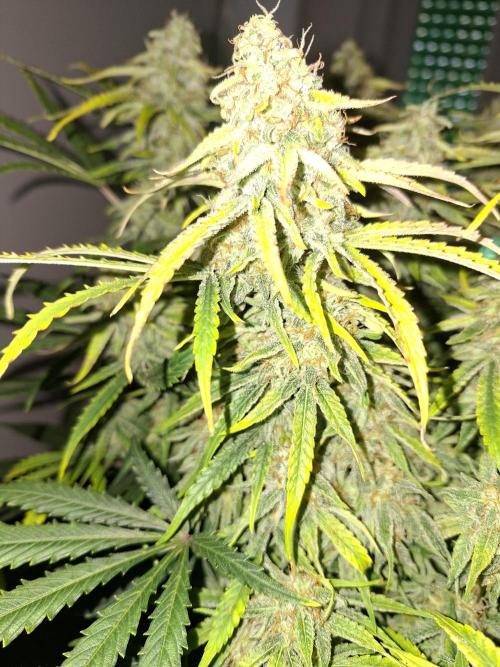 White widow F1 auto. Week 11