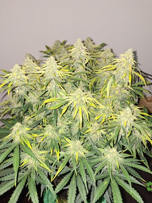 White widow F1 auto. Week 11
