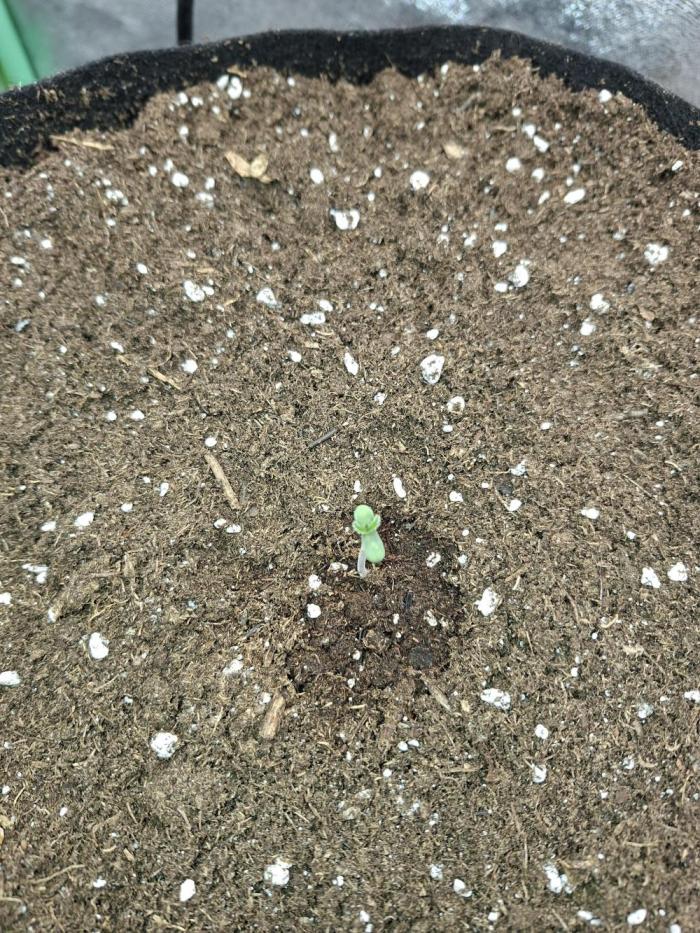 Diablo rojo XL by Sweet Seeds. Week 1