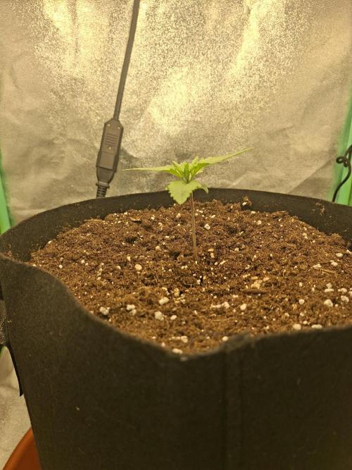 Diablo rojo XL by Sweet Seeds. Week 2