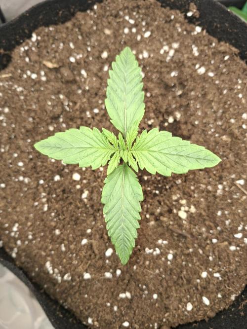 Diablo rojo XL by Sweet Seeds. Week 2