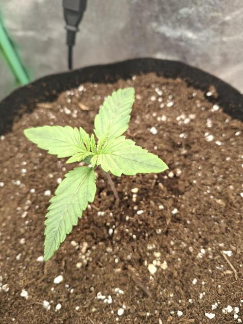 Diablo rojo XL by Sweet Seeds. Week 2