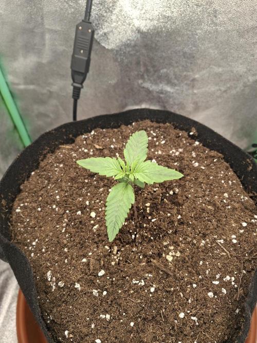 Diablo rojo XL by Sweet Seeds. Week 2