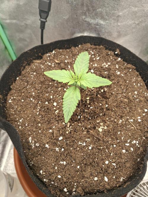 Diablo rojo XL by Sweet Seeds. Week 2