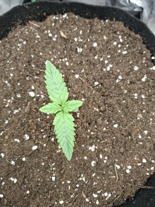 Diablo rojo XL by Sweet Seeds. Week 2