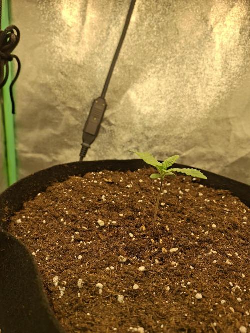 Diablo rojo XL by Sweet Seeds. Week 2