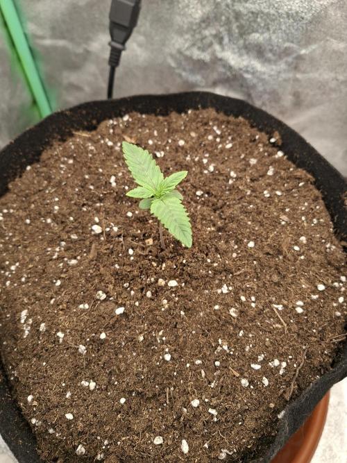 Diablo rojo XL by Sweet Seeds. Week 2