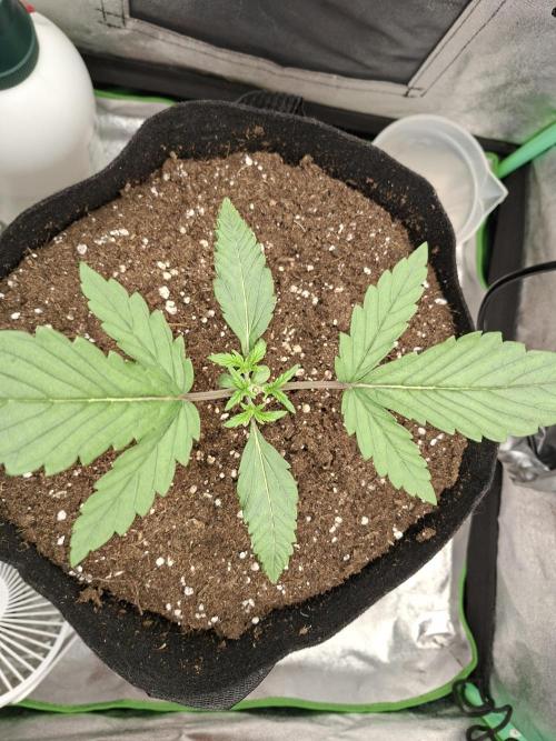 Diablo rojo XL by Sweet Seeds. Week 3