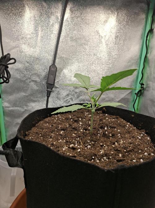 Diablo rojo XL by Sweet Seeds. Week 3