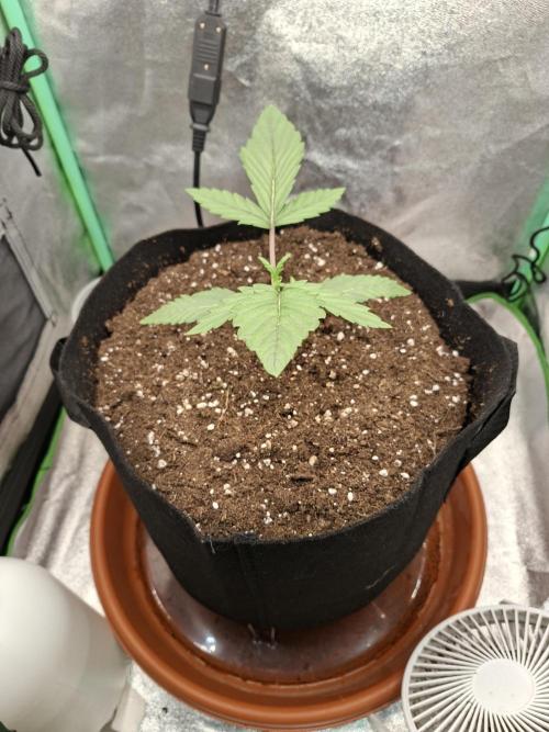 Diablo rojo XL by Sweet Seeds. Week 3