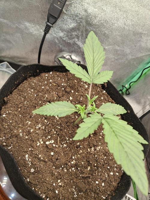 Diablo rojo XL by Sweet Seeds. Week 3