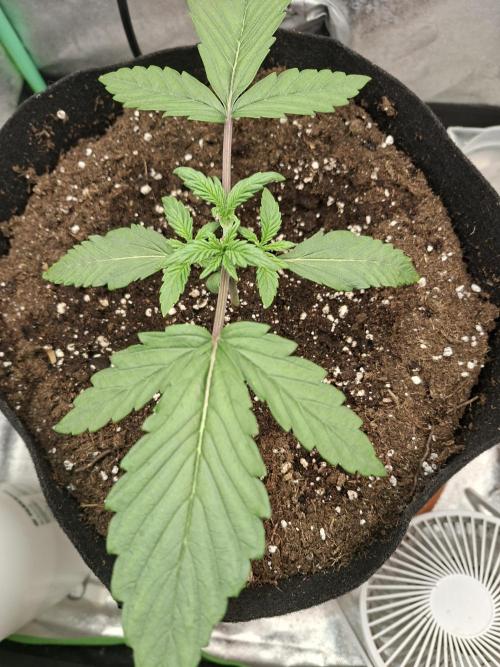 Diablo rojo XL by Sweet Seeds. Week 3