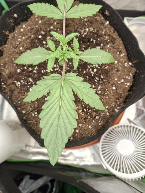 Diablo rojo XL by Sweet Seeds. Week 3