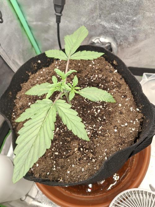 Diablo rojo XL by Sweet Seeds. Week 3