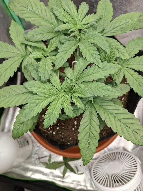 Diablo rojo XL by Sweet Seeds. Week 4