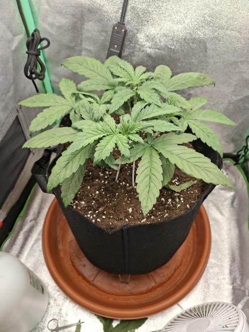 Diablo rojo XL by Sweet Seeds. Week 4