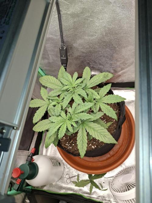 Diablo rojo XL by Sweet Seeds. Week 4