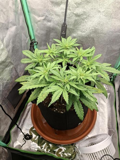 Diablo rojo XL by Sweet Seeds. Week 5