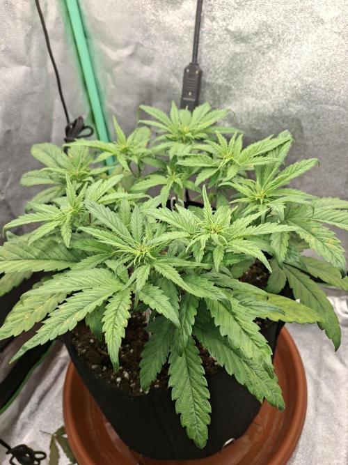 Diablo rojo XL by Sweet Seeds. Week 5