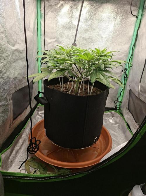 Diablo rojo XL by Sweet Seeds. Week 5