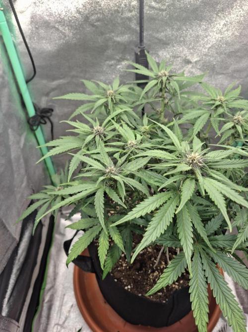 Diablo rojo XL by Sweet Seeds. Week 8