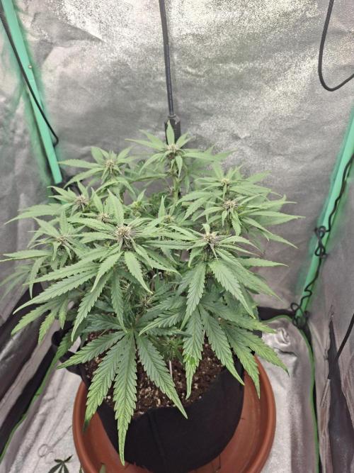 Diablo rojo XL by Sweet Seeds. Week 8