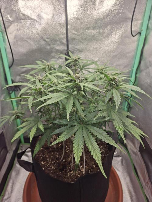 Diablo rojo XL by Sweet Seeds. Week 8