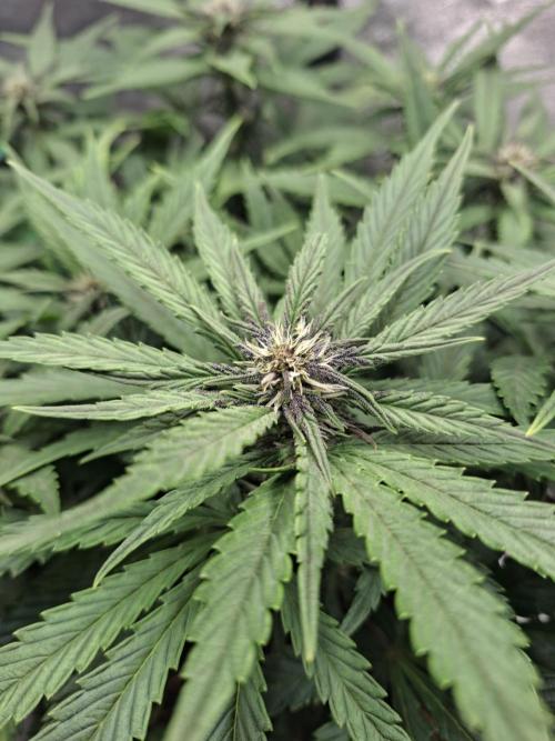 Diablo rojo XL by Sweet Seeds. Week 8