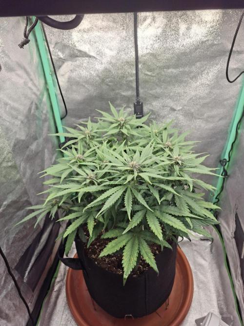Diablo rojo XL by Sweet Seeds. Week 8