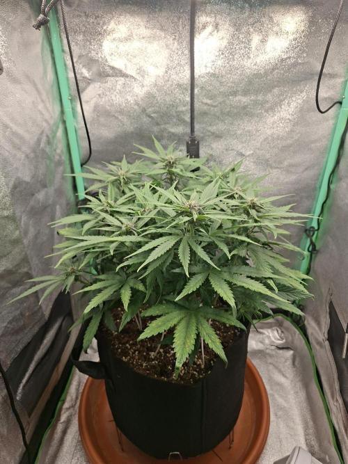 Diablo Rojo XL Auto. Week 8