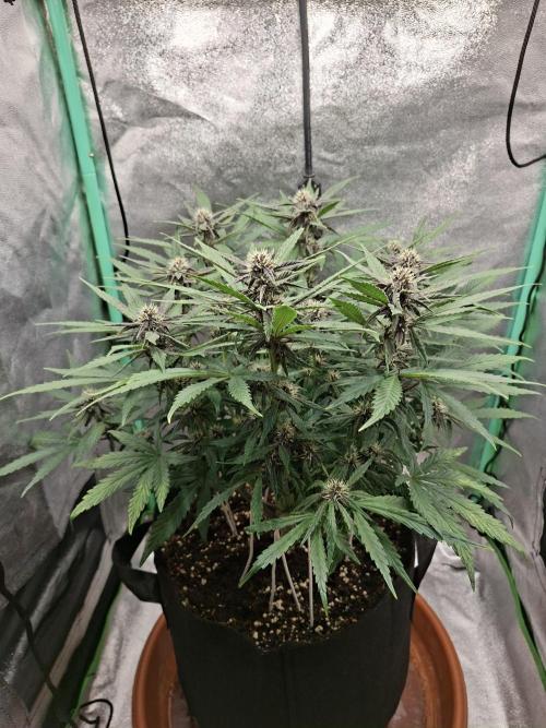 Diablo rojo XL by Sweet Seeds. Week 9