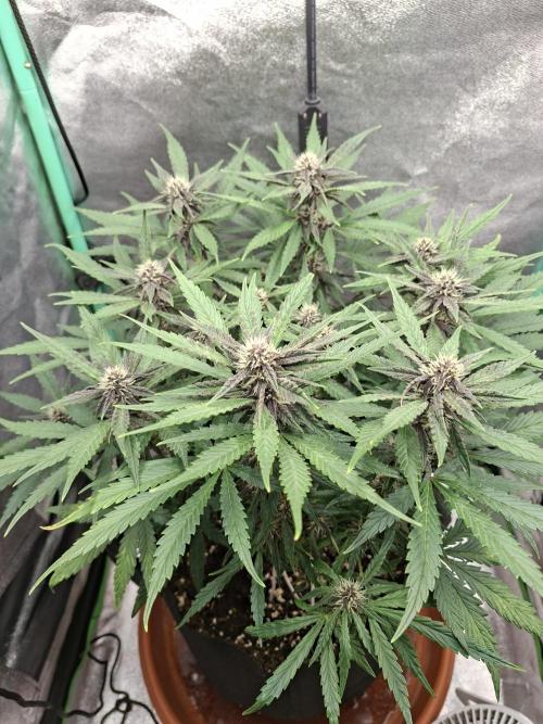 Diablo rojo XL by Sweet Seeds. Week 9